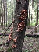 Куплю грибы