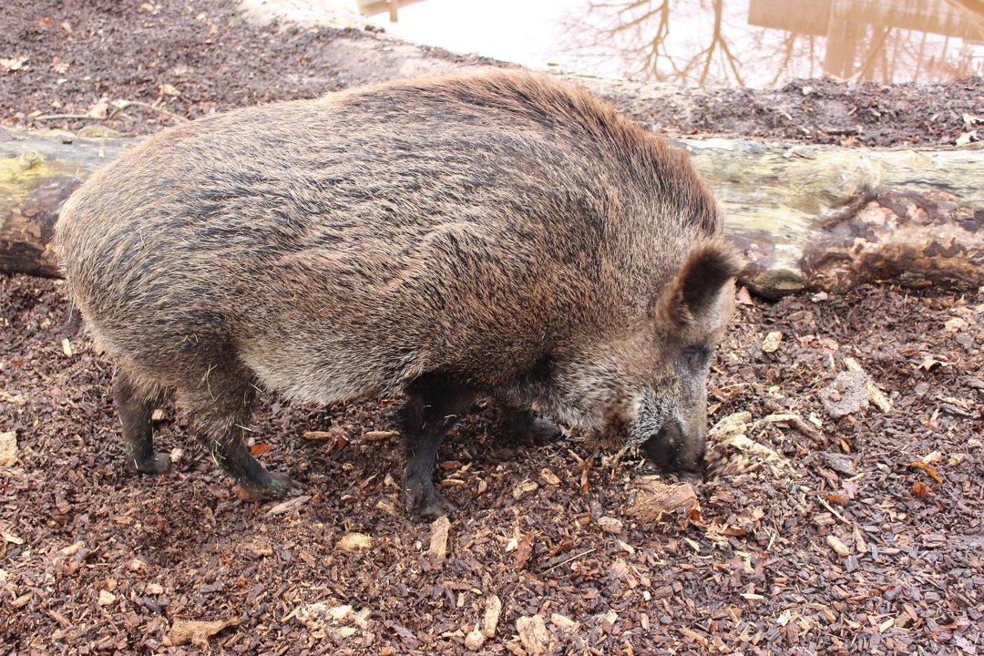 Wild boar hunting in the Rif Mountains (Morocco): A guide for successful hunting.
