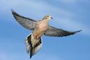 25 Tips for Dove Hunters
1. Pick the Right Gun
Dove hunting is supposed to be fun, and if you enjoy shooting family heirlooms or featherlight .410s at doves, who am I to tell you not to? But if your idea of fun is hitting more doves, choose a 12- or 20-gauge with some heft and at least a 28-inch barrel. A longer, heavier gun swings smoothly, points surely and soaks up recoil. The best dove shooting I did this past year was with a 12-gauge sporting clays gun.

2. Stock Up On Shells
Ammunition is available again, and there’s no reason to run out opening day, which I have actually done. Begging shells from people in the field is just embarrassing. Field or target loads of Nos. 7½ or 8 lead or 6 or 7 steel work. Steel loads kill fine, by the way. Lighter loads, with less shot and lower velocities, kick a lot less than heavy, high-speed stuff, and you will shoot a lot in no more padding than a T-shirt. Be sure your ammo will cycle your semi-auto, but other than that, lighter is better.

3. Improve Your Chances
A more open choke, such as improved cylinder, increases your chances of hitting doves. While conducting a test of lead and steel dove loads in Texas, during which more than 1,100 doves were bagged, ballistics expert Tom Roster recorded data on chokes. Shooters using improved cylinder hit 26% of their shots. Those with modified chokes recorded a 21% hit rate. Full-choke shooters succeeded on only 16% of their attempts.

4. Clean your Gun
The only thing worse than emptying your gun at a dove without touching a feather is not being able to empty your gun. If you put your shotgun away at the end of the previous season and forgot about it, it’s time to get reacquainted. Clean it, making sure to strip off the old oil. Then lightly oil it, and wipe away most of that oil.

5. Shoot
Even shooting a box of shells before opening day is much better than not shooting at all. Concentrate on two things: keeping your eyes on the target throughout the shot, and matching your gun speed to the target’s speed. With most hunters, that means slowing way down.
6. Bring an Extra Gun
The best emergency repair kit is an extra gun. Pack an extra of the same gauge into the field. Breaking out the spare gun is much more convenient than going back to the truck for it or trying to fix your gun, and it’s more dignified than asking other hunters if they have a gun you can borrow.

7. Scout Late
Unlike shooting practice, which should start after turkey season, dove scouting is actually best put off as long as possible. Doves react quickly as sunflowers are cut or harvest begins, and their patterns can change in a day. Birds won’t necessarily be where you saw them a week ago.

8. Watch the Wires
When you scout in the morning and late in the day, look for doves on power lines, where they gather before feeding. Here’s my rule of thumb when I’m scouting cut cornfields: If I see 10 doves sitting together, the field might be worth hunting. If there are 20, it’s definitely worth hunting. A lot more than 20 means I’m calling my friends.

9. Find Water
In addition to food, look for water, especially ponds with some bare dirt around the edges where doves might come to drink. If you find a waterhole, you can have some very good close chances during the last hour of shooting light as doves get a drink before roosting.

10. Check the Crop
Not all dove fields attract birds equally. Sunflowers might look good to us, but for some reason, doves prefer one field to another. If you show up at a dove field without scouting, you might not get much shooting.
11. Watch the Harvest
A harvested or cut field can attract just as many doves as a managed sunflower field. Where I live, I’ve had my best hunts in cornfields that have been chopped for silage. In other places, it might be a harvested canola or sunflower field. Look for recently opened fields and doves sitting on wires on dead trees around them.

12. Look for Flight Lines
Every dove field has its hot corners where the shooting is better. Before the season starts, watch a field to see where birds are flying in and out. This past year, I found the best dove field at a nearby public area and watched it long enough to see that most doves were cutting across one of the far corners. I was there the next day and had a good shoot.

13. Look for Trees
The right bare tree on the field edge or sometimes in the field might attract doves that want to perch in the branches before flying down to feed. If you find such a tree, you’ll get easy shots at birds coming in for a landing.

14. Take Good Shots
During opening day in a good field, you’ll get lots of chances, and at first, you’ll want to take every one. Calm down. You’ll get shooting. Keep your shots within 30 yards. You’ll hit a higher percentage, use fewer shells and cripple fewer birds, and you won’t have to spend time looking for birds you knocked down and can’t find.

15. Look at the Eye
Where your eyes go, your hands take the gun. Looking at the whole bird increases the chance of a miss or hit too far back in the body. When doves are close, try to see the bird’s eye or beak, and you’ll hit it in head. If the bird is farther out, look at the head, and you’ll hit it in the front end.
16. Own the Overheads
The overhead shot is one of the most common you’ll experience in the dove field — and they’re frequently missed. Bring your gun up behind an incoming bird, moving just fast enough to pass through it. Shoot when the gun blocks out your view of the head. If the target is high, block out the head, keep the gun moving for an instant, and then shoot. Keep your head on the gun until after the shot. Yes, overheads really are that easy.

17. Crush the Crossers
We know crossing targets require lead, yet most are missed several feet behind — not as a result of too little lead but by shooters stopping their swing. The main reason shooters stop their swing is because they look at the gun to check their lead, and looking at the gun makes it stop. Focus on the bird, and swing through it, moving just a bit faster than the target. Keep your focus on the bird’s head, and let your hands take the gun in front of it. Trust your eyes and hands, and pull the trigger.

18. Mark the Falls
Watch every dove you shoot at. Some might sail and then fall dead. Any time you hit a dove, get a good mark, and walk straight to it if you’re hunting without a retriever. Dead doves can disappear in the sparsest of cover and can be almost impossible to find if you drop them in long grass and don’t go to right to them, keeping your eye on the spot all the way. Always bring a loaded gun, as “dead” doves sometimes flush and fly off.

19. Skip the Doubles
Unless I’m hunting over bare ground and birds are close, I rarely try doubles. Finding both birds can be surprisingly time-consuming and can cost you shots because you’re not sitting on your bucket looking up.

20. Stop at Two
Most third shots are wasted. Unless you know you hit a bird that’s still flying, stop at two shots, and you’ll still have a third ready for that dove that comes floating past after you empty your gun at a screaming crosser.
21. Hide in Plain Sight
The best way to hide from doves is to sit still in the shade. When I hunt sunflowers or cornfields, I’ll find a seat with the sun at my back and standing corn or sunflowers behind me, and I can be invisible to doves. Earth-toned clothes or the right camo help, too. Doves can see color, and although they aren’t the wariest birds, they will flare if they see you move.

22. Don’t Go Low
In crowded dove fields, don’t take low shots that might endanger dogs or other hunters in the field picking up birds. See some sky below your gun barrels before you take a shot.

23. Protect Your Ears
You will shoot a lot during a dove hunt. After my first dove hunt, during which I shot five boxes of shells, my ears rang for three days. Since then, I have always worn foam plugs for hunting, and although I’m not getting less deaf, I hear better than a lot of my friends do.

24. Protect Your Eyes
Not everyone abides by tip No. 22, and shot-proof glasses can save your eyes from an unsafe shooter. And while you’re at it, choose a lens color that will help you bag more birds. On a bright day, a bronze tint lets you see and still brings out colors on the birds. Rose works, too, and you should always choose the lightest tint possible. Dark-gray sunglasses make everything dark and harder to see and are a bad choice.

25. Don’t Hang Your Gun Up After Opening Day
There is so much more to dove hunting than Sept. 1. Keep at it. You might have to scout harder or lean on your network of friends to see who has birds and what you have to do to wrangle an invitation. Remember, too, that doves are migratory birds, and more will come. Whatever you have to do, it’s well worth it for a chance to keep hunting doves long after opening day.