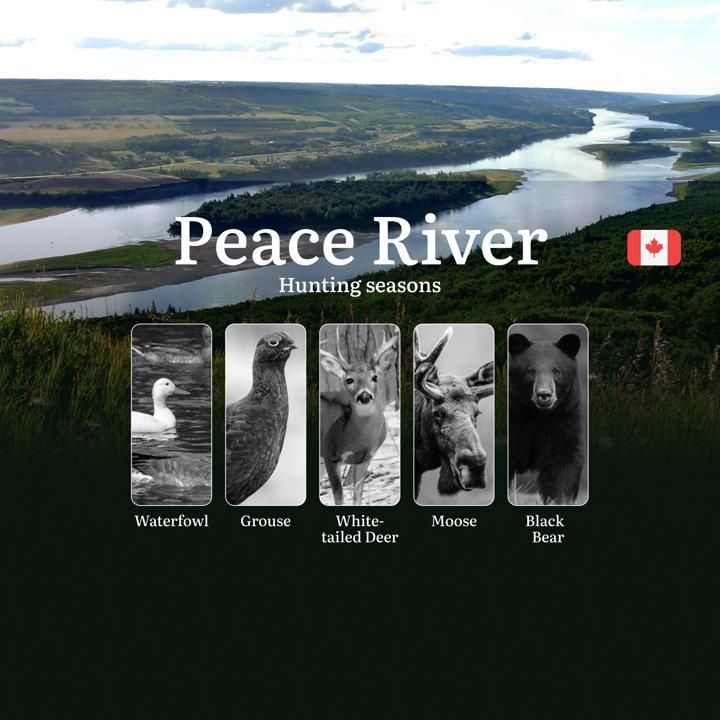 Hunting Seasons in Canada's PEACE RIVER Region: Opening & Closing Dates, License Requirements and Must-Know Regulations 