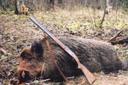 3 EASY WAYS TO MAKE ANY WILD HOG DELICIOUS
A lot of folks get nervous when you start throwing wild pig into the dinner table conversation. Log onto any hunting forum and the majority of people will say they don’t bother eating hogs for any number of reasons—smell, taste, unfounded rumors, you name it. It’s simply the majority mindset, or at least it was.

Where I live in Texas, we’re inundated with these feral critters, but there’s a love/hate relationship at play. I hate that they destroy our hay fields, but I love cooking these beasts and do so on a regular basis. Like me, Jesse Griffiths thinks the pig detractors are ill-informed if not crazy, so much so that he wrote a book dedicated to cooking wild hogs. As the owner of the renowned Dai Due in Austin, as well as the mind behind The New School of Traditional Cookery, he’s been waving the banner for wild hogs since before it was fashionable. And people are beginning to catch on.

Regardless, there still are some mental and actual obstacles to overcome. If you’re hunting for pigs regularly, you will run into a smelly one. Particularly when you get to more sparse regions in South Texas, where Jesse hunts, you’re likely to find a “big stinky” now and then. And if the man who literally wrote the book on hog cooking can be intimidated by a particularly pungent specimen, you know it can be a real issue. The good news is that even the stinkiest of pigs can become delicious table fare.

Jesse believes the meat of a wild pig calls for heavy seasoning on any occasion: “The salt-and-pepper brigade is right when they’re talking about things like elk and deer. But the flavor of a pig invites addition,” Jesse told MeatEater. “I think sweet and sour and spice all really work so well with pork, especially wild pork. It should be used more freely. You don’t have to go the more austere route.”

So, whether you’re an adventurous eater looking to get into wild pig cuisine or you have a mother-in-law who won’t buy your “I got it from the grocery store” story anymore, Jesse and I wanted to share with you our three favorite hog preparations for anyone who’s a bit timid about helping out with the wild pig epidemic we’re facing across the country.

When In Doubt, Go With Hog Sausage
Maybe it’s the heavy German influence in Texas, but we love sausage down here. And, if you’re unsure what to do with the big boar you just downed, then there’s absolutely nothing wrong with turning the entire thing into a freezer full of bratwurst, boudin, andouille, and more.

“I think sausage is a great use for almost any size of feral hog,” Jesse said. “They can be lean and you can add fat in, or they can be fatty where you don’t have to add fat. Spices in more heavily seasoned sausages can conquer the more assertive flavors of wild boars. And, everybody loves sausage. That’s a really good go-to.”

In North Texas where I live, we have plenty of acorns and forage for pigs so we rarely run into one we’re doubtful about eating. But we still regularly make sausage with them, and I’ve never had a timid eater complain about any off-flavors or really even notice that they’re eating wild pig.

As Jesse pointed out, you’ll most likely need to incorporate fat into your sausage. He does run into a fatty pig every once in a while, though. Jesse harvests fat from the forward area of the backstraps above the shoulders and the top of the hams but avoids interior fats as they’re not good for sausage grinding. If you’re lucky enough to kill a fatty pig, just ballpark your ratio of fat to lean meat—somewhere around 20 to 25% white to pink.

Capitalize With a Hog Curry
There’s a reason curry is such a popular dish around the world. You can use it to make pretty much anything taste good. By marinating and braising small cuts of boneless meat in heavy spices, you’re introducing so many new flavors and creating tenderness in a piece of meat that needs time and heat.

“Lately I’ve really been getting into curries, specifically Indian curries, because the approach almost seems like it was made for wild pigs,” Jesse said. “I recently shot a big boar who was very stinky, but I still chose to process him and the Indian method of basically cutting everything into boneless pieces and braising with these beautiful spice blends works so well. It doesn’t necessarily cover up the flavor, but it just adds a lot to it and also tenderizes. Right now, that’s something that I’m obsessed with.”

While some of the spices may seem exotic, they’re easy to find. There’s a good chance you already have turmeric, paprika, cumin, coriander, and ginger in the back of your spice cabinet. The process also couldn’t be more straightforward. As a dish that originated out of necessity—to hide rough taste in tainted meat—you’re doing more than enough to mask any funky flavors from a large boar.

“It varies from pig to pig. Some of them are super mild and some just have a little more flavor. There are so many variables that go into what that’s going to be that it’s nearly impossible to know off-hand,” Jesse said. “I will say, this last boar–he smelled so bad. And he was absolutely delicious. I’m about to smoke some bacon that I cured off of the belly.”

You don’t have to judge a book by its cover. While you may have doubts while processing your pig, just cut a bit of hindquarter or backstrap and throw it in a cast iron for a few minutes. You may be surprised by the mellowness of the flavors despite the smell.

Jerky Doesn’t Have to Be a Last Resort
Lastly, I have my own recommendation for wild pigs: jerky. Now, this tip warrants a special disclaimer because you can’t use a traditional dehydrator. Due to the risk of trichinella in the meat, you need to get your it above 145 degrees Fahrenheit for whole muscles and 160 degrees Fahrenheit for ground meat. With that in mind, a smoker is the way to go.

If I’m unsure about what to do with a large cut of boar meat or simply don’t feel like spending a whole Saturday stuffing sausage, jerky is a fast, simple, and easy way to use large cuts. Simply marinate strips in your choice of spices and sauces and throw them on your smoker for a few hours. I’ve used this method with both shoulders and hams and they both work well. Just be sure to give it plenty of time and trim any bits of fat if your pig has an off smell. I prefer a meatier jerky so I cut thicker strips, but if you’re into the crispy stuff, slice it thin.

Jesse also pointed out that you do want to take extra care in the field with pigs. Try to make minimal cuts in the first 24 hours to let the rigor mortis process take place. Keep the meat as dry as possible too, he says. Then, depending on your preparation, brining large cuts can be a great way to mellow out the flavor. Consider including Jesse’s personal favorite, star anise, which has historically been used to mask strong flavors.

The last thing I want people to take away from this article is that feral hogs will not taste the same as pork you purchase in the store. These are wild animals, after all. In my experience of trapping and hunting hundreds of wild pigs, I could probably count on one hand those that made me think twice about processing and eating. But, if you do run into a pungent pig, these preparations can be a great start.

Truthfully, most wild pigs have a beautiful natural flavor that works well with many different spices. It’s not about hiding the flavor of the meat and trying to trick ourselves into eating something that it’s not. It’s about using the tools at our disposal to enjoy an abundant resource in the best ways possible. Trust me, it’s worth the effort.

If you’re interested in wild hog cuisine, hunting wild hogs, or just want a great read, Jesse’s The Hog Book is now available and well worth picking up. I also have a pretty tasty recipe for wild hog chili verde as well, which can be a great starter for your next big boar.