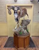 Something over the top about a GIANT Transcaspian Urial!
 
