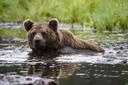 Kuusamo Hunting Secrets: Geography, Laws and Legislation, Hunting Seasons and Interesting Facts

Nestled in northeastern Finland near the Russian border, Kuusamo is a hav