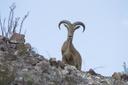 Aoudad Hunting: The Poor Man’s Sheep
Like countless other big game hunters across the U.S., I dream of one day roasting tenderloins in a high-altitude camp as the flicker