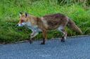 Renard roux, Vulpes vulpes,  rencontre en allant au boulot ce matin 6h00, ma petite mémère en chasse en bordure de route avec un petit que j'ai vu vite fait sur le bas côté, c'est lui qu'elle regarde, pas de photo pas eu le temps d'attendre. Photos du 15 juin 2024. Dép Oise.