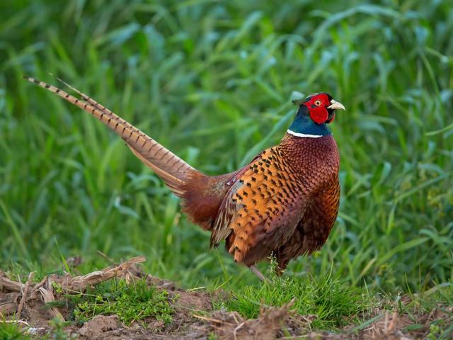 Jagd im Bezirk Laufenburg (Kanton Aargau), Schweiz: Merkmale, Bevölkerung, Jagdstrategien, Wildarten, Jagdsaisons, Verbände, Vorschriften und Traditionen.