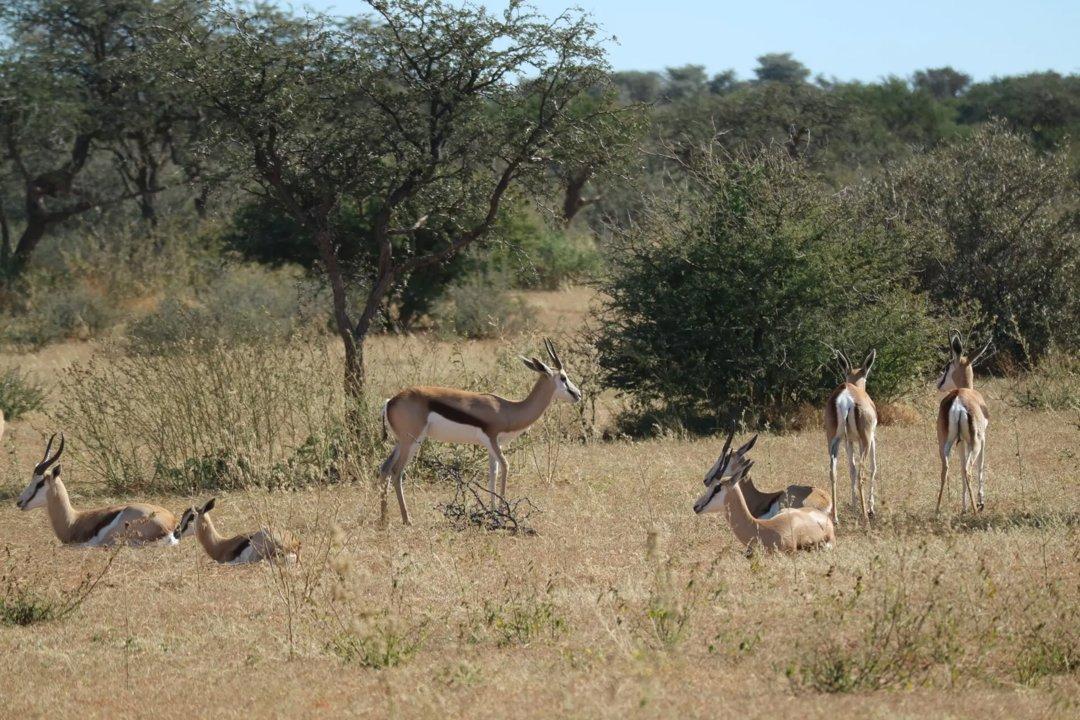 Springbok Safaris in the Free State: Flat Terrain, Trophy Rams, and Cultural Hunting Heritage