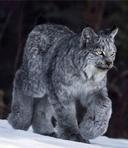 Canadian Lynx
📷 Kevin Smith of Wild Wild West Photography