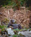 A County Louth Sika stag with non-typical antlers in a woodland setting during rut 2023