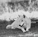 With the recent time change you may find yourself in the dark more, not to mention the sensation of always running late, but a little good for thought- Arctic Wolves like