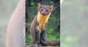 Exotic, rare wildlife species found in India

Hyderabad: India is the world’s 8th most biodiverse region. Our country encompasses a wide range of biomes: desert, high mountains, highlands, tropical and temperate forests, swamplands, plains, grasslands, areas surrounding rivers, as well as an island archipelago. It hosts four biodiversity hotspots: the Himalayas, the Western Ghats, the Indo-Burma region and Sundaland. These hotspots have numerous endemic species. Here are some of the rare and exotic wildlife species native to India.

Lion-tailed macaque

Lion-tailed macaques live in tropical rainforests throughout southern India. Only the Western Ghats mountains are known to make up their habitat. Usually, they are found alongside deciduous trees and can be observed at elevations of up to 4921.3 feet.

Listed as Endangered under the IUCN list, the population of these species is 3,000–3,500. The expected maximum life expectancy in the wild is around 20 years.

Nilgiri marten

The Nilgiri marten is the only marten species native to southern India. It lives in the hills of the Nilgiris and parts of the Western Ghats. They live in evergreen forests and montane forest-grassland mosaics. They also occur in tea, acacia, coffee, cardamom, and wattle plantations.
With only around 1,000 members left it is listed as Vulnerable on the IUCN Red List.

Asiatic lion

The Asiatic lion is surviving today only in India. Since the 20th century, its range has been restricted to Gir National Park and the surrounding areas in the State of Gujarat. Historically, it inhabited much of the Middle East to northern India.

There are only several hundred Asiatic lions in the wild. On the IUCN Red List, it is listed as Endangered due to its small population size and area of occupancy.

Sangai

The sangai is an endemic subspecies of Eld’s deer found only in Manipur. It is also the State animal of Manipur. Also called the brow-antlered deer or the dancing deer, it lives in the marshy wetland in the Keibul Lamjao National Park, the only floating park in the world.

Listed as an Endangered species by the IUCN, the park is home to only 260 sangai.

Greater One-Horned Rhinoceros

The Indian rhino or greater one-horned rhinoceros is a rhinoceros species native to the Indian subcontinent. The extent and quality of the rhino’s most important habitat, the alluvial Terai-Duar savanna and grasslands and riverine forest, is considered to be in decline due to human and livestock encroachment.
It is listed as Vulnerable on the IUCN Red List, as populations is estimated to be 3,588 individuals and restricted to less than 20,000 square km.

Blackbuck

The blackbuck, also known as the Indian antelope, is an antelope native to mainly India. During the 20th century, blackbuck numbers declined sharply due to excessive hunting, deforestation and habitat degradation.

In protected areas such as the Gundy National Park, IIT-Madras campus, Tamil Nadu’s Point Calimere and Vellanadu Sanctuaries, and parts of Haryana and Rajasthan, their population is at 25,000.

Pygmy Hog

The pygmy hog is a suid native to alluvial grasslands in the foothills of the Himalayas at elevations of up to 300 metres. The only known population lives in Northwest Bengal, and Assam. As the population is estimated at less than 250 mature individuals, it is listed as Endangered on the IUCN Red List.

Malabar Civet

The Malabar large-spotted civet, also known as the Malabar civet, is a viverrid endemic to the Western Ghats. It has a dark mark on the cheek, large transverse dark marks on the back and sides, and two obliquely transverse dark lines on the neck.

It is listed as Critically Endangered on the IUCN Red List as the population is estimated to number fewer than 250 mature individuals.

