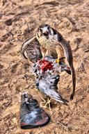 What Is Falconry?

Falconry is an ancient form of hunting that harnesses the skill and precision of birds of prey—most notably falcons, hawks, and eagles. With roots trac