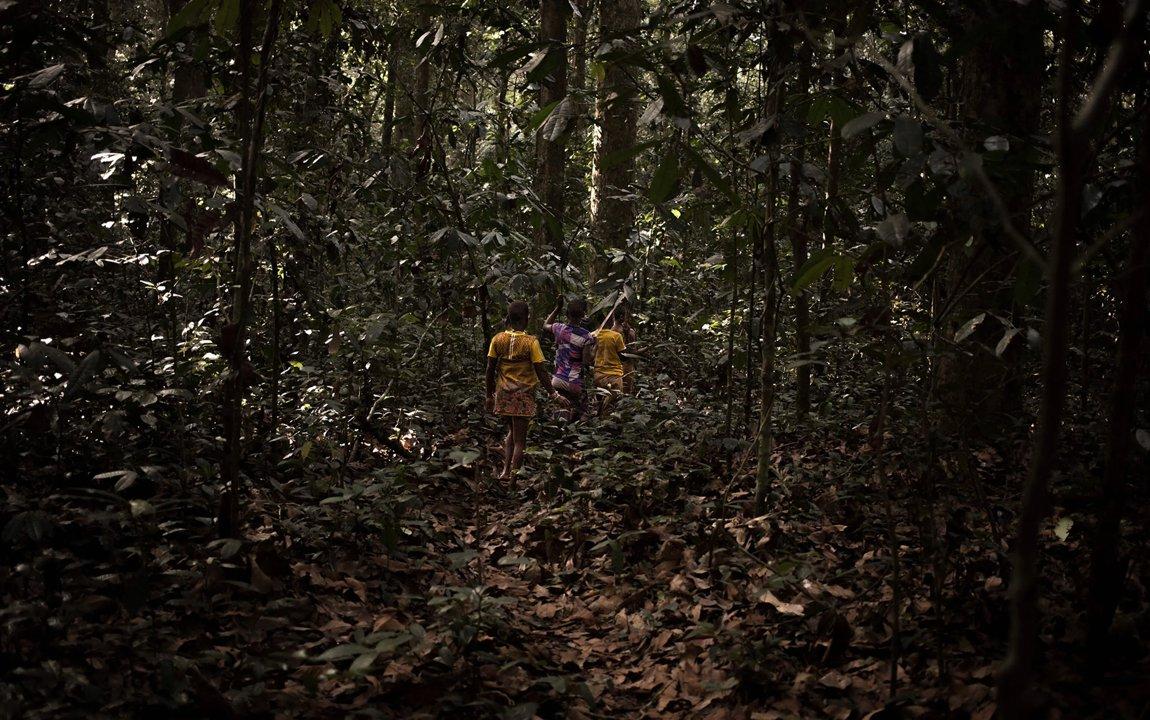 Hunting in Likouala: Swamp Forest Habitats, Tribal Hunting Traditions, and Abundant Wildlife