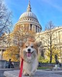 Welsh corgi, either of two breeds of working dogs developed to handle cattle. They are similar in appearance but are of different origins. Their resemblance results from 