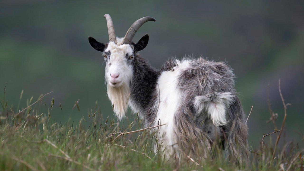 Caza en la región de Atacama: oportunidades y peculiaridades únicas, cazadores y demografía de la región