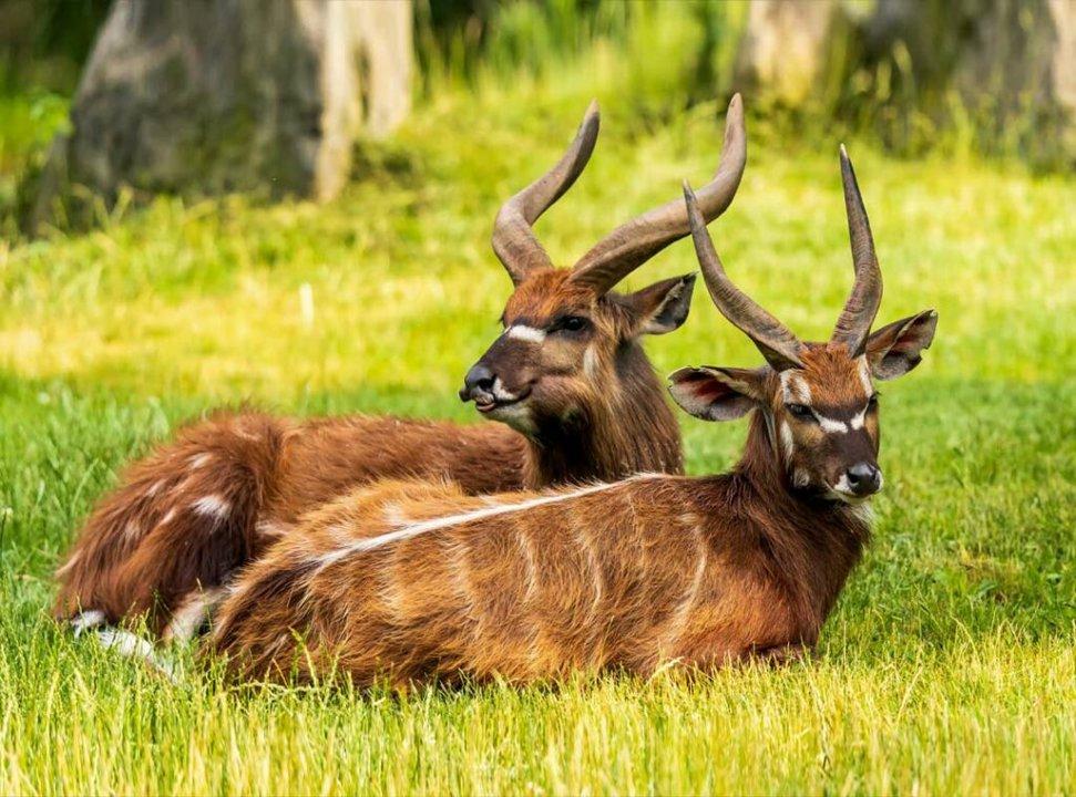 Hunting in Bas-Uélé: Geography and Natural Features, Hunting Demographics, and Game Species Diversity
