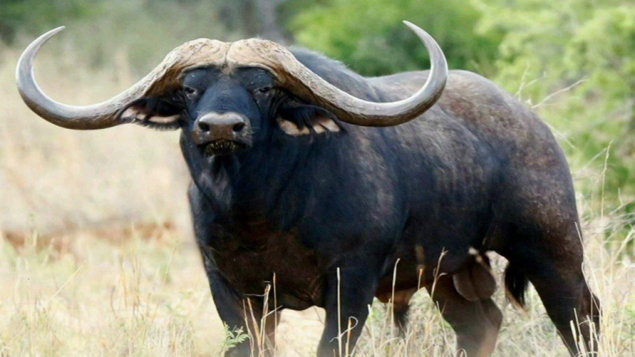 Hunting in Rubirizi, Uganda: Geography and Natural Features, Hunting Demographics, and Game Diversity in Rubirizi