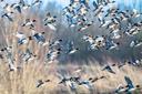 Chasse aux oiseaux migrateurs au Maroc : Guide pratique pour chasseurs passionnés

Le Maroc, carrefour géographique entre l'Europe et l'Afrique, est une destination prisé