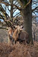Photo du jour : 
Quand tu prends une soufflante par le cerf 🦌 
📸 janvier 2024