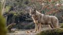 🐺🌲 Встречайте древнего и величественного охотничьего животного - волка! 🌕🐺

Волк - это символ дикой природы и силы. Он вызывает уважение и восхищение своими охотничьими навыками и социальной организацией. Вот несколько интересных фактов о волках, чтобы окунуться в их удивительный мир:

🌲 Волки являются хищниками верхнего яруса и обитают в различных регионах мира, от лесов до тундр и степей. Они образуют стаи, которые состоят из социально организованных групп, в которых есть иерархия и сотрудничество.

🐺 Волки известны своими охотничьими способностями и командной работой. Они могут охотиться на крупных добыч, таких как олени или бизоны, с помощью скоординированных атак и стратегий.

🌕 Волки обладают превосходным обонянием и слухом, что помогает им обнаруживать добычу на больших расстояниях. Их выносливость и скорость позволяют им преследовать добычу на длительные расстояния.

🌍 Волки играют важную роль в экосистеме. Они помогают контролировать популяции добычи и поддерживать баланс в природных сообществах.

🐺 Волки имеют богатую культурную и символическую историю. Они часто ассоциируются с мудростью, силой и верностью, а также стали героями множества легенд и сказаний.