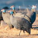 Bird Hunting in Zambia: A Complete Guide for Hunters (Species, Seasons, Tactics & Tours)

Zambia’s vast wetlands, river systems, and miombo woodlands make it one of Afric
