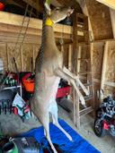 My son got a nice freezer filler this morning.  #deer #hunting #puremichigan