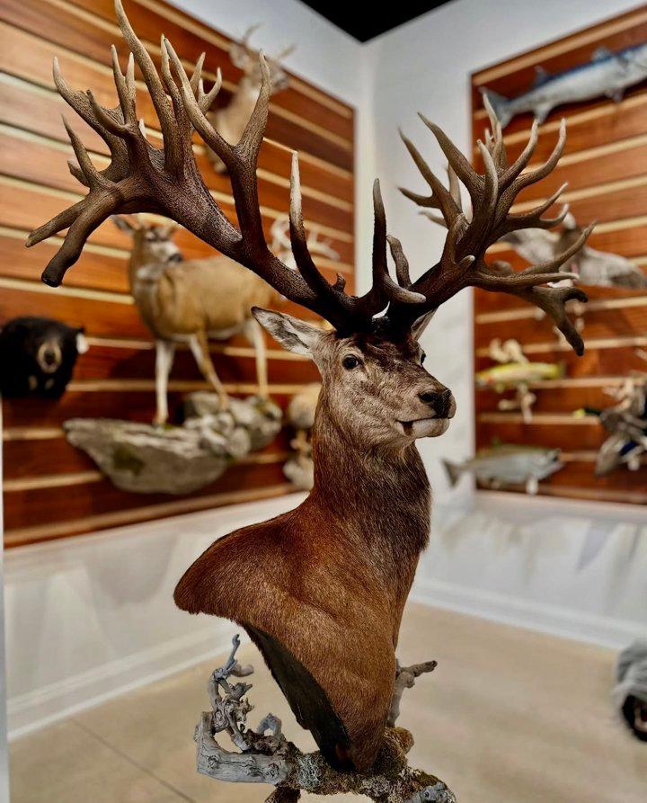 🦌✨ Behold the spirit of the forest, frozen in time — a majestic trophy stag, crowned with a breathtaking constellation of antlers.