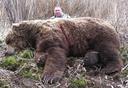 Drawing date is November 15th, 2023. ONLY 200 TICKETS LEFT! 

2024 all-inclusive 10-day non-resident Kodiak Island Brown Bear and Sitka Blacktail Deer hunt raffle for 2 Hunters. (Only 1 Brown Bear Hunter)

The Hunt Includes:

1. A 10 Day fully guided 1×1 brown bear hunt $31,000.00

2. Sitka blacktail deer hunting for you and 1 guest, which includes 1 blacktail buck each. $8,500.00

3. The Trophy Fees for 1 brown bear.

4. The opportunity to hunt Sea Ducks and Red Fox.

5. A Christensen Arms Traverse .375 H&H rifle, topped with Leupold’s VX-6HD CDS-ZL2 1-6x 24mm obj. 30mm tube illuminated fire dot reticle rifle scope and 5 boxes on ammo. MSRP $4,600.00

6. Swarovski 8x42 EL range binoculars MSRP $4,350.00

7. Comfortable cabin accommodations throughout the hunt.

8. Transportation to/from the town of Kodiak to the field.

9. Hunting license and locking tag fees!

10. A check for $5,000.00 to cover commercial flights and expenses.

11. A $4,000.00 (paid to the outfitter) minimum guide and camp help tips! Good service deserves recognition. We hope that the winner will join us in recognizing those who have worked hard to make their hunt a memory of a lifetime!

If you’re looking for one of the best Kodiak Brown Bear Hunting trips, you’ve found the right place at Rohrer Bear Camp!

Tickets are 1 for $100, 7 for $500 or 15 for $1,000.
Open to nonresident & nonresident alien participants.

WINNER NEED NOT BE PRESENT TO WIN!