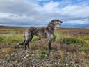 The magnificent Scottish Deerhound, an icon of natural hunting cultural heritage. The Picts of Easter Ross of 1,200 years ago surely thought so when they carved this ston