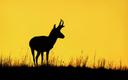 How to Plan Your First Antelope Hunt
Pronghorns are the gateway species for Western big-game hunters, and there’s a long season full of opportunity. Here’s when to go
I wouldn’t go so far as to say a dead antelope buck smells good, but I don’t mind their odor a bit. There’s a hint of petting zoo goat — not necessarily repulsive in itself — mixed with dry Western air and sage and musk. All combined, somehow, the smell is sweet, and for me it always triggers good memories of hunting adventures far from home.  

Just about every Easterner ever to buy a deer tag has at some point dreamed of hunting out West. I talk to eager prospects every year, and many of them want to come out swinging, with designs on an elk hunt in the mountains. 

I love elk hunting, especially in September. But I always temper any encouragement I give with this reality: If you’re not going guided, you’re probably not going to kill an elk. Not your first year. 

If you’re prepared to pony up for a guided elk hunt, go for it. But for the price of even a cheap elk hunt, you can book two top-end antelope hunts. And if you have the gumption for a DIY trip, success comes much easier on a pronghorn hunt. We can talk about experiences and beautiful sunrises and all that … but I’ve always found the trip home to be better with a cooler of meat in tow.  

First Western hunt or not, a pronghorn is a critter that I can’t praise enough. They’re abundant and accessible. Their behavior is fascinating, and the country where they live is plenty wild — but also not likely to kill you. Their reputation as table fare is mixed, but there’s no call for that. I’ve never had one that wasn’t fine eating. Just don’t expect the bland flavor of corn-fed whitetail. 

My buddy Miles Fedinec, who’s been a Colorado guide and outfitter his entire adult life, agrees. He’s an antelope nut, having guided a few clients to some of the state’s all-time largest bucks. “Antelope are the most underrated, overlooked opportunity we have,” he says. “You can come out here, see the West, hunt when the weather is nice, and in all likelihood, go home with a trophy animal that’s great to eat. What’s not to love about that?”

I love it so much that I’m headed to Colorado again this fall, on my seventh pronghorn hunt. I’ve chased them on public land and private, all over Colorado and Wyoming, with bows, crossbows, muzzleloaders, and centerfire rifles. I’ve had a ball at it every single time, and have always gotten a buck, too. 

Antelope season has phases just like any other season. I’ve hunted them all, but what you’re after from the experience dictates the timing of your hunt. If you’re looking at a calendar, here’s what to know. 

Early Archery 
Mid-August to Early September

Pros: With the right conditions and a good setup, bowhunters can expect to see numerous animals, with high-odds shot opportunities. 
Archery seasons typically open mid-August (Aug. 15 in both Colorado and Wyoming), and the most productive way to hunt antelope at the time is from a ground blind over a water hole. Outfitters will have scouted options and set blinds ahead of time. If you’re hunting on your own, plan to spend a couple of days on the front end, scouting water sources with optics and trail cameras, to figure out where to place your hide. Good thing is, pop-up ground blinds don’t seem to bother the animals much.  

Go early, because the hotter and drier the weather, the better the action will be. Bring a small cooler with lunch and plenty of drinks, a full charge on your phone, and more than a couple of good books. I once read the biography of an undercover agent who infiltrated an outlaw biker gang, cover to cover, in an antelope blind. I’d no more than closed it when I looked up and saw a buck coming. 

If the conditions are good, you can expect to see plenty of animals, and to get a close-range shot. The action typically is at its best midmorning, but I’ve seen antelope walk in for a drink at all hours of the day. This style of hunting isn’t especially difficult, but it is effective, and a whole lot of fun if the conditions are favorable. If getting an antelope with a bow is your main goal, try to plan your hunt before Sept. 1. Much later than that, and you run a risk of cool Western mornings and autumn rains spoiling the action. 
The Rut
Mid-September to Early October 

Pros: This is the rut, and it’s action packed. It’s also overlooked, since everyone else is elk hunting at the time. 

Cons: It’s tougher to fill a tag now with archery gear, since water-hole hunting is typically less productive and movement is less predictable. 

As much fun as hunting over a water hole can be, the rut is my favorite time to hunt antelope. Antelope are aggressive critters that fight and chase all over creation when love is in the air. Hunting from a blind can still work. It doesn’t hurt to have a water hole close by, but a fence gap between two pastures can really help seal the deal. One of the West’s great mysteries is that antelope hate jumping fences, even though they’re perfectly capable. I’ve watched them pace back and forth, for an hour and a mile, alongside a woven-wire fence. But a slight gap in the fence that they can squeeze through or under creates the equivalent of a whitetail hunter’s perfect pinch point. 

“You can come out here, see the West, hunt when the weather is nice, and in all likelihood, go home with a trophy animal that’s great to eat. What’s not to love about that?” 

— Miles Fedinec

One morning a few years ago in Wyoming, I was in a blind 25 yards from just such a gap, waiting with a crossbow. I had a little buck on my side of the fence that had been farting around most of the morning. On the other side, well over a mile away, I could see a loose herd with a couple of good bucks chasing does, beating the snot out of each other, and generally acting like amorous antelope. I watched them for hours until finally, one of the bucks broke and began heading my way, presumably to find something else to chase or fight. 

I could tell he was headed toward the fence gap. The little buck in front of me saw him, too, and stood at full alert. The big buck noticed him and set into a trot, and then a gallop, at that fence gap to run the little buck off. I shot him just as he slowed to cross the wire.  

You can have a lot of fun by spot-and-stalk and decoy hunting this time of year, too. Keep eyes on doe groups with a good buck tending them. Don’t get discouraged if he runs off after a doe or smaller buck, because he will come back. Use dips in terrain to work in as close as you dare. If you’re archery hunting, try showing him a decoy, most of which are made to look like subordinate bucks. It’s a lot like reaping a gobbler behind a fan, and if it happens, it usually happens fast.  

Late Season
Mid-October to the End

Pros: Rifle seasons are typically open, and bucks are sometimes gathered in bachelor groups.  
Though there are some earlier opportunities, if you book a rifle hunt, odds are it’ll happen in early October. The rut’s waning by this point in the season, and animals are beginning to gather in larger herds, where they’ll remain through the winter. Still, it’s common to see a dominant buck with a large harem of does, especially early in the month. By midmonth, you’re liable to see all sorts of combos, but bachelor groups of bucks start hanging around together, too. 

I had a heck of a good time last year in late October in northeast Wyoming, where the bucks were grouped up. It was spitting snow and cold at daybreak, but it warmed up by midmorning, when we got on a group of about a dozen bucks, including two solid shooters. After two failed stalks, we finally crawled up to within 80 yards of them early that afternoon, for an easy shot. 

Many people think of rifle hunting antelope as a long-range game, and if that’s your thing, the chance is there. But a careful stalk through pretty country is the fun part of it. If you have hills to work with and a little patience, it’s easy enough to slip to within 200 yards of them. A blown stalk doesn’t always mean the end of the hunt, either. Give the animals time to settle down, and if you can locate them again, try them.  

TOP STOPS 
So where should you go? There are antelope all over the West (as far east as western Nebraska), but you can’t go wrong with these tried-and-true destinations. 

Wyoming It’s often said that Wyoming has more pronghorns than people, and after multiple trips there, I don’t doubt it. For pure opportunity, it’s the place to be. Success rates statewide exceed 85%. Outfitters are numerous, or can try your hand at the draw system. There are 115 different hunting areas, and as you might expect, some areas are more difficult to draw than others. The north-central part of the state, near Gillette, is where I’ve hunted most. It has a crazy number of animals but more limited public access. 
Colorado Archery hunters can buy over-the-counter tags and hunt many units in eastern Colorado. Public land is a little tough to come by there, but there are plenty of animals and outfitters available. It’s wide open and flat, making spot-and-stalk hunting especially challenging. Northwest Colorado is better known as a trophy destination. It’s hillier country, and an easier place to sneak in close. Getting a tag to hunt public land might take a few preference points, but it’s worth the wait. Outfitters in the area frequently have landowner vouchers available for securing a license. You just have to book before they’re all used up. 
New MexicoThe world-record buck — a 96 4/8 monster shot by Mike Gallo in 2013 — was killed in Socorro County. New Mexico has a reputation for producing big critters, and antelope are no exception. Public draw hunts are available (apply in March), and outfitted hunts on private land are surprisingly affordable.  