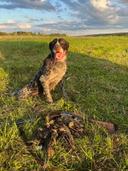 The German Wirehaired Pointer: A Hunter’s Best Companion

When it comes to hunting, having the right canine companion can make all the difference. The German Wirehaired P