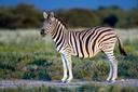 Seebras (lat. Hippotigris is'n subgenus van die perdgenus, insluitend die Spesies Burchell se sebra (Equus quagga), Grevy se sebra (Equus grevyi) en bergsebra (Equus sebr