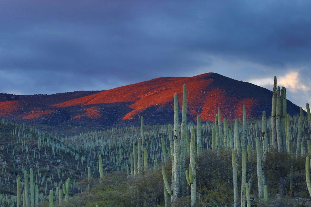 Caza en Chihuahua: Todo lo que Necesitas Saber para una Experiencia Exitosa con Especies, Temporadas, Regulaciones y Consejos Prácticos para Cazadores en México