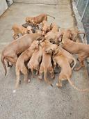 Les rouges de ste baume poussent..
Tic tac tic tac
Tout doit démarrer sur sanglier avant Noël.. 
Le défi m est lancé...