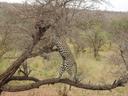 Kruger National Park - The Best Of Kruger