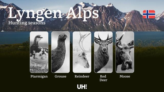 Hunting Periods and Local Rules in Lyngen Alps: Species You Can Hunt Throughout the Year, Seasonal Activity of Game, and the Steps to Get a Legal Hunting License in the Region