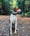 The American Foxhound: Your All-American Hunting Partner

For generations, the American Foxhound has been a cornerstone of the hunting tradition in the United States. Bred for stamina, scenting ability, and pack-oriented teamwork, this breed is more than just a dog – it's a partner in the pursuit. If you're considering adding an American Foxhound to your kennel, here's what you need to know.

Quarry: What Can an American Foxhound Hunt?

The American Foxhound's name gives away its primary target: foxes. However, their versatility extends beyond just red and gray fox. These hounds are also effective on:

Coyotes: Their endurance and pack mentality make them well-suited for chasing coyotes across open country.

Deer: In some regions, American Foxhounds are used for deer drives. Important: Always check local regulations regarding the use of dogs for deer hunting, as it is restricted or prohibited in many areas.

Rabbits and Hares: A skilled pack can effectively work brushy areas for rabbits and hares.

Where Are They Hunting? Geographic Hotspots

While the American Foxhound is, as the name suggests, an American breed, their popularity extends beyond U.S. borders. You'll find them actively hunting in:

United States: Particularly in the Southeastern and Mid-Atlantic states, where fox hunting traditions run deep.

Canada: Primarily in the southern regions, where similar terrain and game species exist.

Ireland & UK: While less common than other hound breeds, some American Foxhounds have been imported and used in drag hunting and fox hunting scenarios.

Character and Care: More Than Just a Hunting Dog

Temperament: American Foxhounds are known for being friendly, energetic, and pack-oriented. They thrive on companionship, whether with other dogs or their human family.

Grooming: Their short, dense coat is relatively low-maintenance. Regular brushing will help minimize shedding.

Exercise: These dogs require significant exercise. Daily runs, hikes, or, of course, hunting, are essential to keep them happy and healthy. A bored Foxhound is a destructive Foxhound.

Health: American Foxhounds are generally healthy, but potential owners should be aware of possible issues like hip dysplasia and certain eye conditions. Choose breeders who conduct health screenings.

Training for the Hunt: Developing a Natural Talent

American Foxhounds possess a strong natural instinct to hunt. Training focuses on channeling that instinct:

Early Socialization: Expose your pup to a variety of people, dogs, and environments from a young age. This helps create a well-adjusted hunting partner.

Basic Obedience: Commands like "come," "stay," and "heel" are crucial for control in the field.

Scent Work: Start with simple scent-tracking games. Gradually increase the difficulty by using longer trails and varying terrain.

Introducing Game: Controlled exposure to your target game is key. Start with visual cues, then progress to scent trails. Never allow your young hound to chase indiscriminately.

Fine-Tuning: Advanced Training Drills

Roading: Roading involves walking or biking with your dog on a leash, gradually increasing the distance and pace. This builds stamina and strengthens their muscles.

Voice Control: Teaching your hound to "check in" with you regularly while hunting is invaluable. Use a whistle or verbal command to recall them and reward them for compliance.

Pack Work: If hunting with a pack, introduce your dog to the other hounds gradually. Supervise their interactions carefully to establish a healthy hierarchy.

In the Field: What to Expect

Stamina: American Foxhounds are built to run all day. They can cover vast distances in pursuit of their quarry.

Scenting Ability: They possess an exceptional nose, capable of picking up faint trails and following them through challenging terrain.

Voice: Their distinctive baying is used to communicate their location and the progress of the chase to the hunters.

Independence: While pack-oriented, they are also capable of independent decision-making when tracking game. This requires a balance of trust and control from the hunter.

Final Thoughts

The American Foxhound is a dedicated and capable hunting partner for those willing to invest the time and effort into their training and care. If you're seeking a hound with stamina, scenting ability, and a deep-rooted hunting heritage, the American Foxhound might just be the perfect addition to your hunting team.

#American #Foxhound