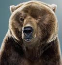 Controversial spring bear hunt up for debate in Washington

The Washington Fish and Wildlife Commission will hear a report Friday on potential changes to the 2022 spring 