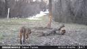 Well I have yet another bobcat checking out a trap site today.  “No animals were harmed in taking this photo”, that may come later.