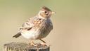 Skylarks, starlings and mistle thrushes: Endangered songbirds licensed to be killed for sport in UK

Skylarks, starlings and mistle thrushes are among the red-listed species approved to be hunted by falconers.

Should endangered wild birds be hunted for sport?

It sounds like an odd question to be asking in 2023, in the midst of a biodiversity crisis.

Yet, at a time when many avian species in the UK are under threat of regional extinction, government data reveals falconers are permitted to hunt rare songbirds.

The data, released this week by government watchdog Natural England, has caused concern among environmentalists.

What is falconry and how is it regulated in the UK?
Falconry involves hunting wild animals in their natural habitat using a trained bird of prey.

There are reportedly around 25,000 falconers in the UK. The sport itself dates back hundreds of years, and it has seen a resurgence in recent times.

While it remains legal throughout Britain, many outside the hobby are unaware that captive falcons are used to hunt native wild birds - including some endangered species.

So there was widespread criticism when it emerged that Natural England has been issuing licences to hunt red-listed songbirds - those of high conservation concern - for sport.

An application form on the government’s website asks the falconer to select a number of ‘quarry’ species they wish to kill. Among the 25 species on the list of quarry birds are 11 amber-listed and seven red-listed examples.

The licences themselves are free of charge and the approval process is at the discretion of Natural England’s staff.

Natural England is a non-departmental public body, technically making it independent of the government. It is sponsored by the UK’s Department for Environment, Food and Rural Affairs and issues licences on behalf of the government.

With Natural England’s stated aim being “to help conserve, enhance and manage the natural environment for the benefit of present and future generations, thereby contributing to sustainable development,” news of the falconry licences has angered British bird lovers.

What is the red list of threatened species?
The IUCN Red List is an internationally accepted system for classifying species at high risk of global extinction. Global and national lists are compiled to identify species in decline.

In the UK, the red list of birds is longer than ever before due to human incursion and habitat destruction. It now contains 70 species, nine of which are threatened with global extinction.

Species whose conservation status is of moderate concern are placed on the amber list.

Which endangered birds are permitted to be killed for sport in England?
The UK government’s latest licence statistics, which now include the falconry licence data for the first time, reveal that permission is regularly granted to kill several endangered species.

These include skylark, fieldfare and mistle thrush, permitting these otherwise heavily protected birds to be legally hunted.

Other red-list birds permitted to be killed in falconry include dunnocks, house sparrows, lapwings, rooks, song thrushes and starlings.