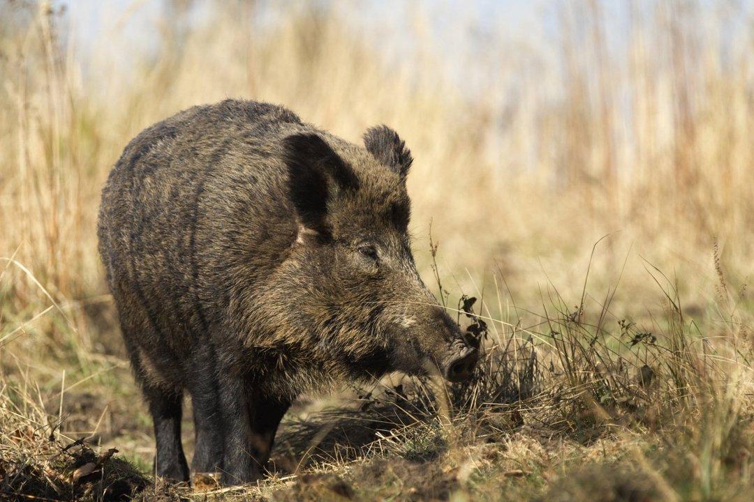 Jagd in der EIFEL: Natürliche Besonderheiten, Wildarten, Jagdmethoden, Gesetze und Jagdtraditionen.