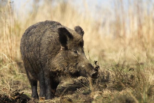 Jagd in der EIFEL: Natürliche Besonderheiten, Wildarten, Jagdmethoden, Gesetze und Jagdtraditionen.