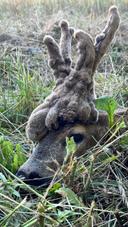Roebuck ( Capreolus capreolus) with “ wig” , hunted in Hungary with Pannonvad.
Brocard avec “perruque” , chassé en Hongrie avec Pannonvad.
Capriolo con “parrucca “ , cacciato in Ungheria con Pannonvad.
Cāprior cu “perucā” , vânat in Ungaria cu Pannonvad.