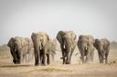Elephant Migration Routes: Clubs, Laws, Geography and Demographics. Tracing the Historic Pathways of Africa’s Giants

Elephants are among the most iconic and intelligent mammals on Earth, known for their complex social structures, memory, and migratory behavior. Historically, elephant migration routes have been vital corridors connecting ecosystems, allowing these majestic creatures to access resources such as water, food, and breeding grounds. However, human activity, habitat fragmentation, and climate change have significantly disrupted these ancient pathways. Understanding historic elephant migration routes not only sheds light on their natural behaviors but also highlights the urgent need for conservation efforts to preserve these critical corridors.

Nature’s Blueprint: Mapping the Historic Migration Routes

Historically, elephants in Africa migrated across vast distances, often spanning hundreds or even thousands of kilometers. These routes were shaped by seasonal changes, rainfall patterns, and the availability of resources. For example:
In East Africa, elephants historically moved between the Serengeti plains in Tanzania and the lush forests of Kenya’s Aberdare Range.
In Southern Africa, herds traveled between Botswana’s Okavango Delta, Namibia’s Caprivi Strip, and Zimbabwe’s Hwange National Park.
In West Africa, elephants once roamed freely between Mali’s Sahel region, Burkina Faso, and northern Ghana, following river systems like the Niger and Volta.
These routes were not random; they were carefully memorized paths passed down through generations, showcasing the elephants’ remarkable ability to navigate using landmarks, scents, and even celestial cues.

Who Walked These Paths? A Demographic Deep Dive

Historically, millions of elephants roamed Africa, with populations estimated at over 20 million before European colonization. These herds were composed of both African savanna elephants (Loxodonta africana ) and African forest elephants (Loxodonta cyclotis ), each adapting to different environments while sharing similar migratory instincts.
Savanna Elephants: Known for their long-distance migrations, these elephants traversed grasslands, deserts, and floodplains.
Forest Elephants: Typically migrated shorter distances within dense rainforests, relying on fruiting trees and mineral-rich soil patches.
Today, however, elephant populations have dwindled to fewer than 500,000 individuals due to poaching, habitat loss, and human-wildlife conflict. Many historic migration routes have been severed, leaving fragmented populations isolated and vulnerable.

Nature’s Calendar: The Rhythms of Elephant Migration

Elephants are highly attuned to seasonal changes, particularly rainfall patterns, which dictate the availability of water and vegetation. Their historic migration routes were synchronized with nature’s calendar:
During the dry season (May to October), elephants moved toward permanent water sources such as rivers, lakes, and underground aquifers.
In the wet season (November to April), they dispersed into more remote areas, taking advantage of fresh grazing opportunities and abundant foliage.
This cyclical movement ensured that ecosystems remained balanced, as elephants acted as "ecosystem engineers" by dispersing seeds, creating waterholes, and maintaining open landscapes.

Echoes of the Past: Time-Honored Corridors

Many historic elephant migration routes have deep cultural significance for local communities. Indigenous peoples, such as the Maasai in East Africa and the San in Southern Africa, revered elephants and often followed their movements to locate water and fertile grazing lands. Ancient rock art in regions like Namibia’s Twyfelfontein and Chad’s Ennedi Plateau depicts elephants alongside humans, illustrating the enduring bond between these animals and humanity.
Unfortunately, modern development has erased many of these traditional pathways. Roads, agricultural expansion, and fences now block access to critical habitats, forcing elephants into smaller ranges and increasing conflicts with humans.

Beyond the Hunt: Surprising Facts About Elephant Migration

Memory Keepers: Elephants rely on matriarchs to lead their herds along migration routes. These older females possess detailed knowledge of water sources and safe passages, accumulated over decades.
Long-Distance Travelers: Some elephants have been recorded traveling over 1,000 kilometers in a single year, making them one of the longest terrestrial migrants in Africa.
Cultural Connections: The Great Elephant Census (2016) revealed that certain migration routes have been used for centuries, underscoring the importance of preserving these corridors for future generations.

Conservation Challenges and Modern Efforts

The preservation of historic elephant migration routes is a cornerstone of modern conservation strategies. Organizations like the World Wildlife Fund (WWF), Save the Elephants, and the African Elephant Coalition are working to:
Establish transboundary protected areas that allow elephants to move freely across national borders.
Use GPS collars to track elephant movements and identify key corridors needing protection.
Engage local communities in sustainable land-use practices that minimize human-elephant conflict.
One notable success story is the Kavango-Zambezi Transfrontier Conservation Area (KAZA), which spans five countries (Angola, Botswana, Namibia, Zambia, and Zimbabwe) and protects vital migration routes for tens of thousands of elephants.
This article highlights the importance of understanding and preserving historic elephant migration routes, emphasizing their ecological, cultural, and conservation significance. By protecting these corridors, we can ensure that elephants continue to roam freely, maintaining the delicate balance of Africa’s ecosystems.