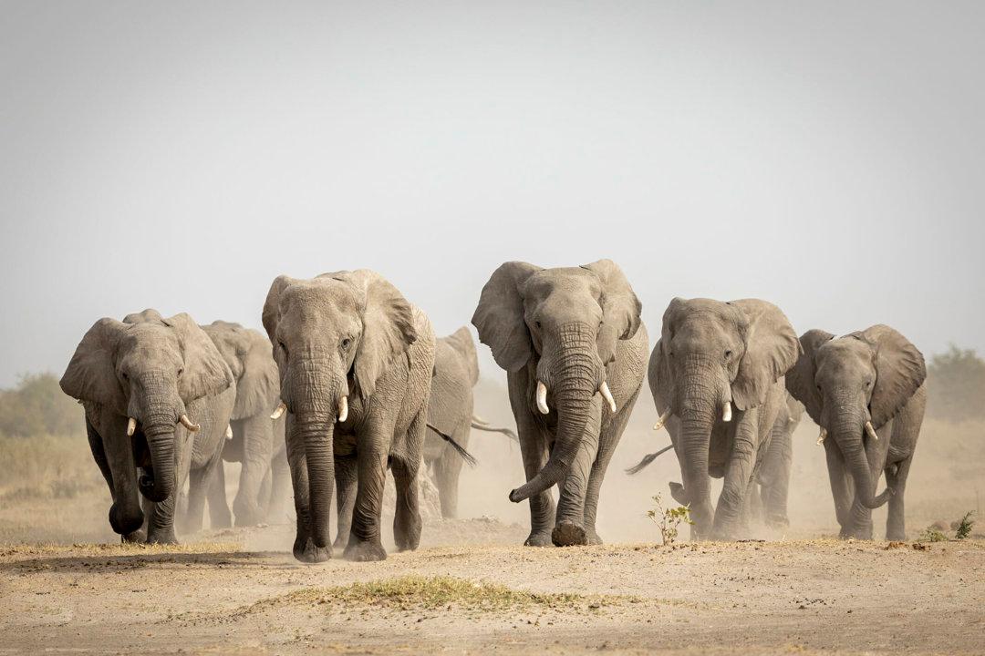 Elephant Migration Routes: Clubs, Laws, Geography and Demographics.