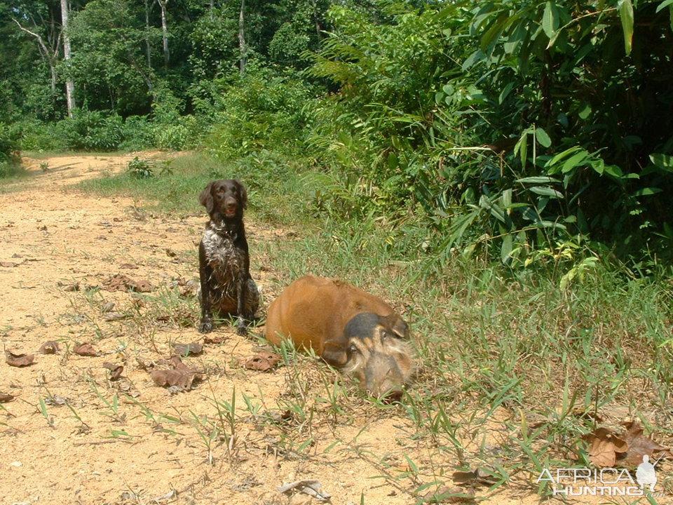 Hunting in Nyanga Province, Gabon: Laws and Legislation, Clubs and Seasons, Hunting Organizations in Gabon