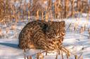 Амурский лесной кот встречается на юге российского Дальнего Востока, Корей­ском полуострове и в Северо-Восточном Китае. Типичные места обитания — широ­колиственные леса м