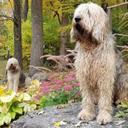 Říká vám něco otterhound? Že ne? A co takhle vydrař? Toto temperamentní, veselé a hravé plemeno s velmi silnými loveckými pudy bylo kdysi vyšlechtěno pro celodenní lov ve vodě, především pak vyder a bobrů. Dnes se jedná o poměrně vzácnou rasu. U nás v České republice se najde opravdu jen pár psích jedinců, a to i přesto, že vydraři mají přátelskou povahu a bývají skvělými psími parťáky do rodiny.