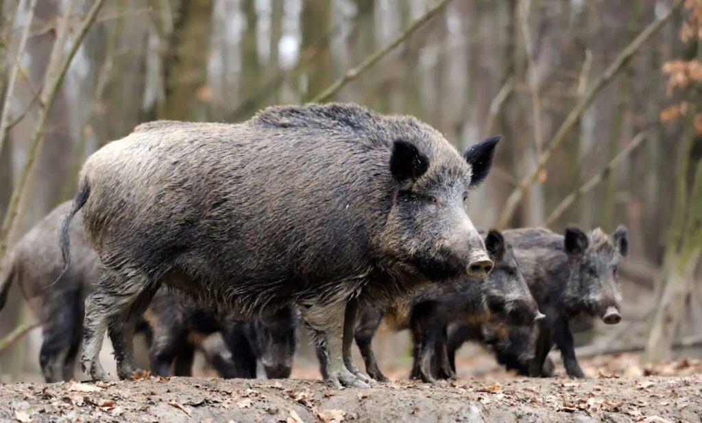 大分県におけるイノシシ対策：狩猟を通じた農業保護