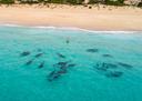 Eyre Peninsula Hunting: Legislation in Coastal Regions, Demographics, Associations and Clubs, Laws and Hunting Seasons 
The Eyre Peninsula, located in South Australia, is